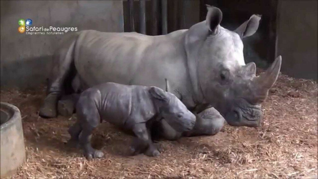 Naissance rhinoceros safari de peaugres
