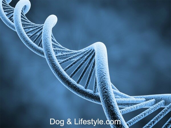 Comment mettre la genetique au service du chien