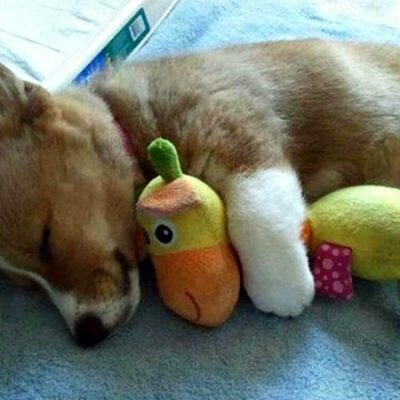 Quel jouet choisir pour votre chien ?