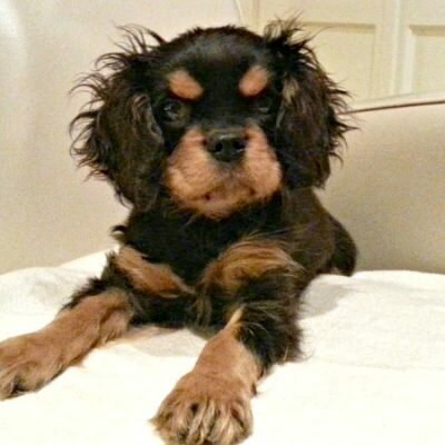 Du nouveau chez Dog & Lifestyle…