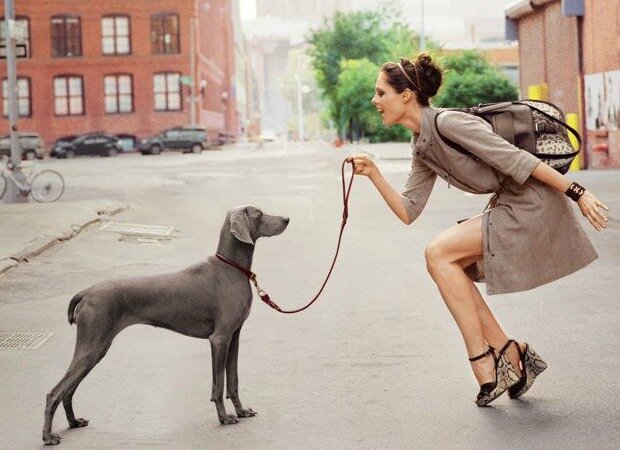 dog & lifestyle le magazine canin art de vivre ensemble